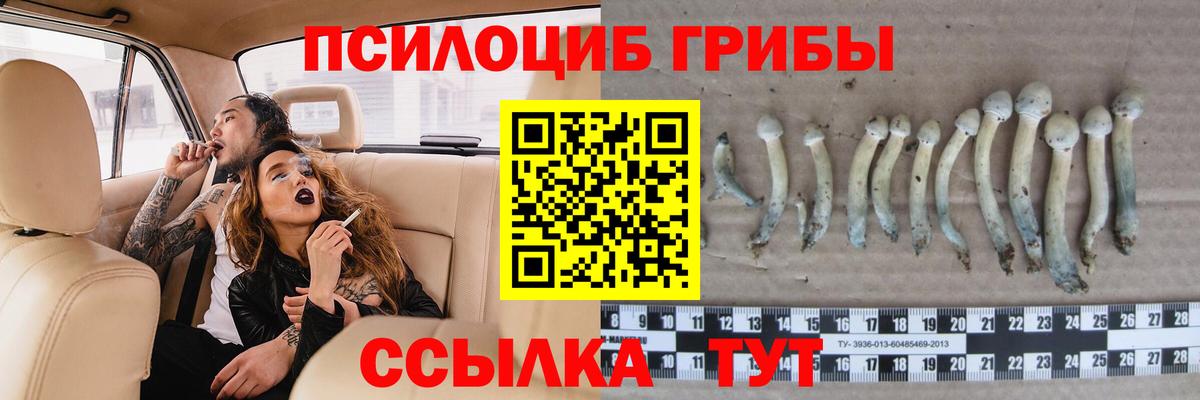 Псилоцибиновые грибы Cubensis  Вход с VPN  Гай 